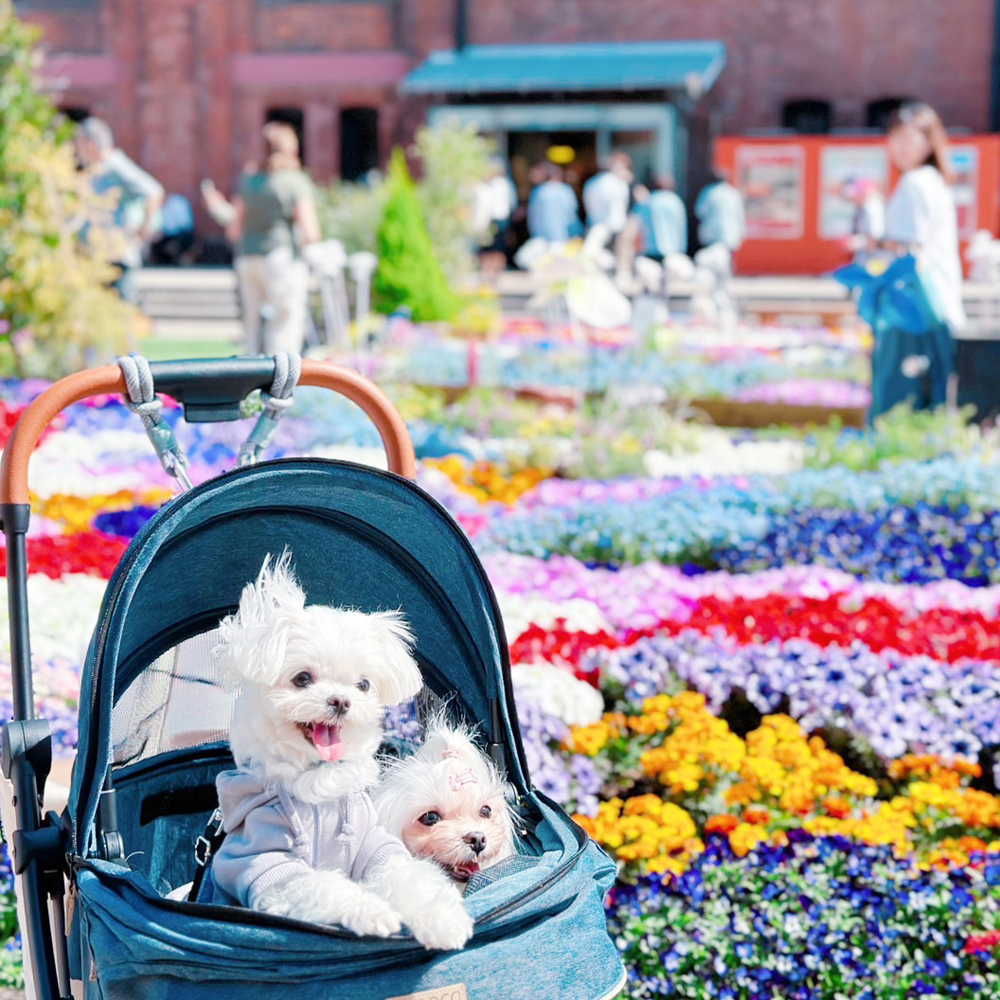 卒業犬ふじちゃんの近況♪
